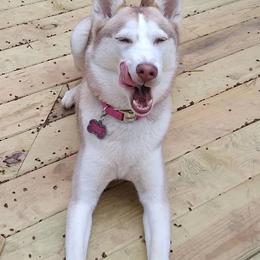 Gerberian Shepskies, German Shepherds, and Siberian Huskies from Arsen's Purebreds & Hybrids