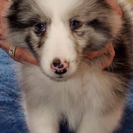 Collies and Shetland Sheepdogs from Sirrics Shetland Sheepdos & Collies