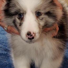 Collies and Shetland Sheepdogs from Sirrics Shetland Sheepdos & Collies