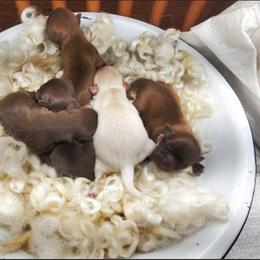 Chocolate 1 - Chocolate male Shih Tzu puppy in Hillsdale, Michigan from Prairie Fen Farm