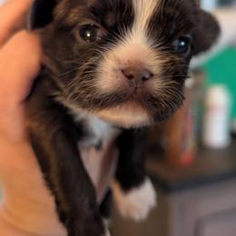 Sawyer - Sable male Shih Tzu puppy in Claxton, Georgia from Small Pawz Shih tzu