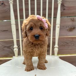 Pink girl - Apricot female Australian Labradoodle puppy in Chelsea, Michigan from Michigan Labradoodles