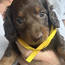 Dachshund Puppies from Dapper Dachshund