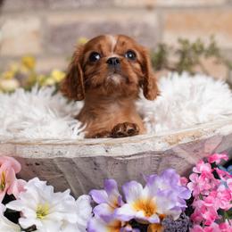 Tiny Ruby Female - Ruby female Cavalier King Charles Spaniel puppy in Grand Prairie, Texas from Westchester Cavaliers