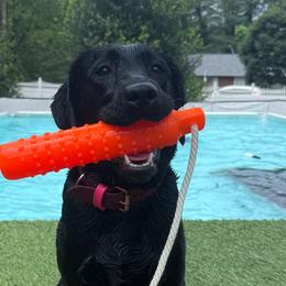 Labrador Retrievers from Little Helper Kennels