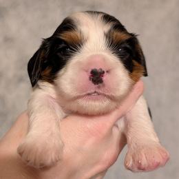 Arlo - Tri-color male Cavalier King Charles Spaniel puppy in Stilwell, Oklahoma from Love Bug Cavaliers