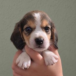 Crunch - Blue tan and white male Beagle puppy in Lake City, Florida from Sunkissed Beagles