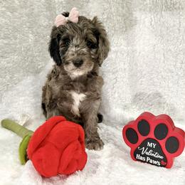 Princess Pirlipat - female Golden Mountain Doodle puppy in Victoria, Texas from Deidre's Doodles
