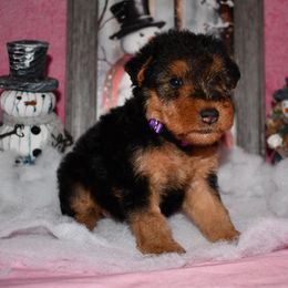 Belle - Black and tan female Welsh Terrier puppy in Draper, Virginia from Shady Oaks WFT