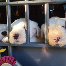 Old English Sheepdog Puppies from Stargazer OES