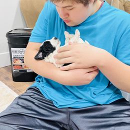 Sheepadoodle Puppies from Maplesierradoodles