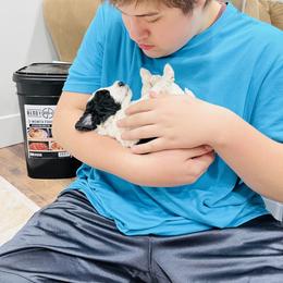 Sheepadoodle Puppies from Maplesierradoodles