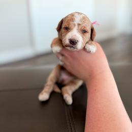 Olive - Apricot female Goldendoodle puppy in Billings, Montana from Montana Raised Doodles