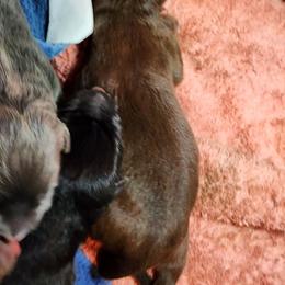 Female 2 - Liver female German Shepherd puppy in Los Lunas, New Mexico from Mali's German Shepherds