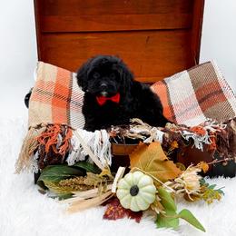 Twix - Black male Cavapoo puppy in North Carolina from NC Doodle Puppies