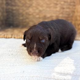Dragon - Red tri-color male Australian Shepherd puppy in Unionville, Iowa from Soap Creek Kennels