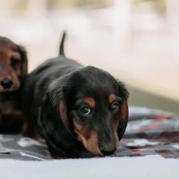 Dachshund Puppies from EntityDachs