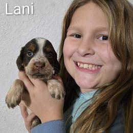 Lani - Tri-Roan female English Springer Spaniel puppy in Florida from Thunderbird Springers