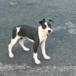 Dutchess (Girl 2) - White and blue female Italian Greyhound puppy in Brooksville, Florida from Fisher Link