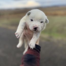 Apollo - Blue mottled male Australian Cattle Dog puppy in Ellensburg, Washington from Boondock Bandits