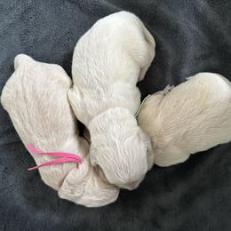 Girl 2 - Light golden female Golden Retriever puppy in Modesto, California from Rooster Valley Golden Retrievers
