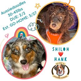 Aussiedoodle puppies from Bline’s Awesome Aussies & Doxies at the Bline Family Farm