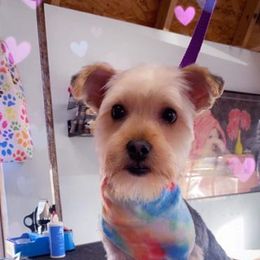 Assorted Doodle Crosses, Double Doodle, Maltipoo, Morkie, and Yorkipoo Puppies from Danza Bolo