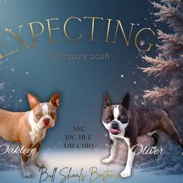 Boston Terrier puppies from Bull Shoals Bostons