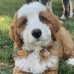 Bernedoodles from The Berne Barn