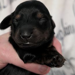 Female 3 S - Black and tan female Dachshund puppy in Columbus, Ohio from Bumpkins Dachshunds