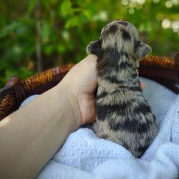 Companion Cross, Havanese, Mal-Shi, Maltese, Maltipoo, Morkie, and Shih Tzu Puppies from Seeking Shalom Acres Maltese, Maltipoos & Havamalts