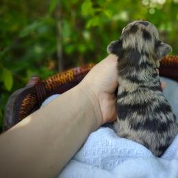 Companion Cross, Havanese, Mal-Shi, Maltese, Maltipoo, Morkie, and Shih Tzu Puppies from Seeking Shalom Acres Maltese, Maltipoos & Havamalts