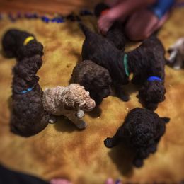 Poodle Puppies from Authentic Poodle Co