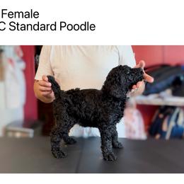 Girl 3 - Blue female Poodle puppy in Houston, Texas from CMJ Kennels