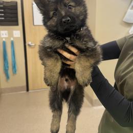 Border Collie and German Shepherd Puppies from Von Guadachi German Shepherds & Audacity Border Collies
