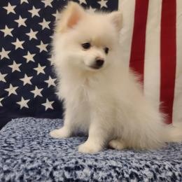 Tommy - White male Pomeranian puppy in Mesa, Arizona from Sun Valley Kennels