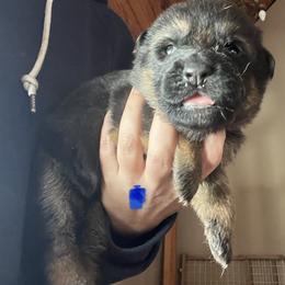Blue collar girl - Black and red female German Shepherd puppy in Worthington, Indiana from Aus Gerstbrei German Shepherds