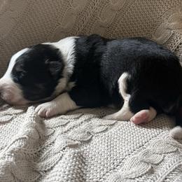 Bruno - Black tri-color male Australian Shepherd puppy in Bainbridge, Ohio from CK Aussies