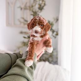 Sandy - Red  female Goldendoodle puppy in Greencastle, Indiana from Willow & Co.