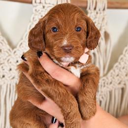 Oakley - Red  female Goldendoodle puppy in Norcross, Georgia from Teddy Puppies