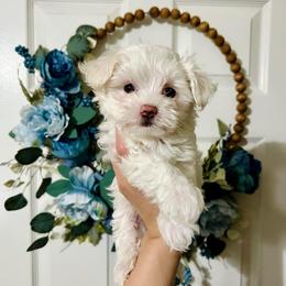 Buttercup - White female Maltese puppy in Homestead, Florida from Princess’s Maltese Palace