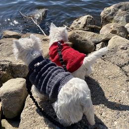 West Highland White Terrier Puppies from Bountiful Westies of West Michigan