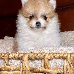 Pomeranian Puppies from Hope Mountain Pomeranians