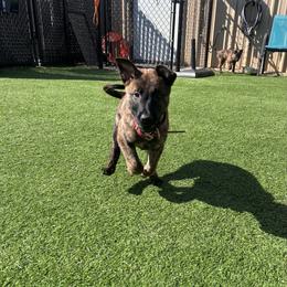 Rocket - Denim - Gold brindle male Dutch Shepherd puppy in Auburn, Georgia from Faberge Hollandse Herdershond