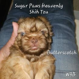Butterscotch - Sable male Shih Tzu puppy in Havelock, North Carolina from Sugar Paws Heavenly Shih Tzu’s