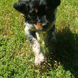 French Brittany Puppies from Dakota Point Kennel