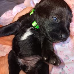 Miniature Schnauzer Puppies from Shenandoah Schnauzers