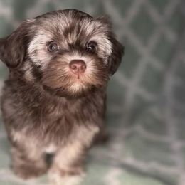 Mocha - Havanese puppy from Tooties Cuties Havanese
