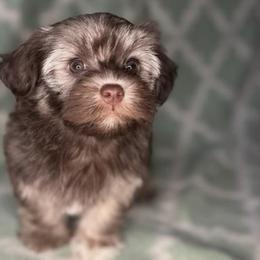 Mocha - Havanese puppy from Tooties Cuties Havanese