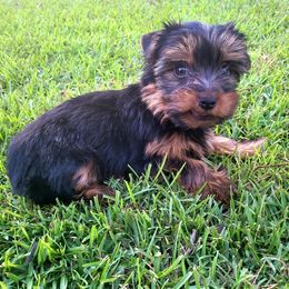 Yorkshire Terrier Puppies from Port City Yorkies LLC